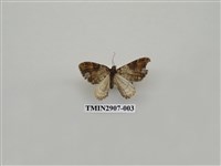 藏品(尺蛾718)的圖片